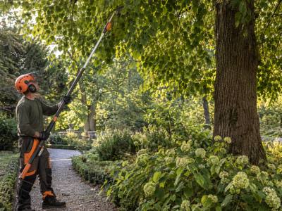 Climber pruning deadwood from high in an old tree's crown