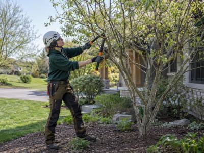 Crew member roped in near the top of a mature tree