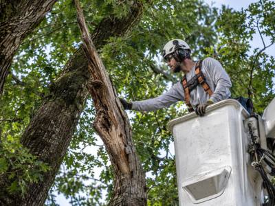 Grinder clearing a large stump down to grade