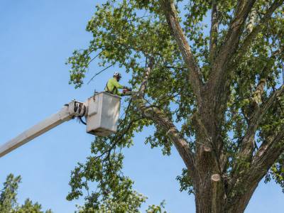 Dense, mature canopy over a Lawrence Park backyard