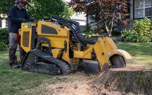Grinder working through a large, old stump
